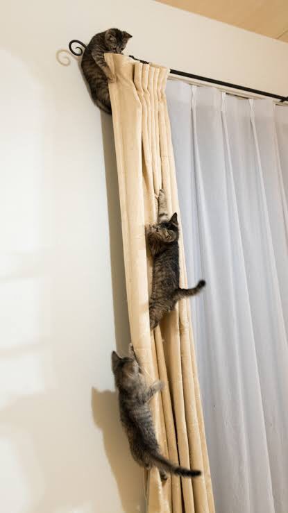 猫の可愛さを真剣に語りたい