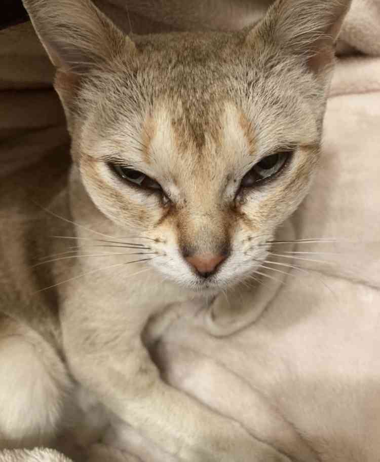 猫の可愛さを真剣に語りたい