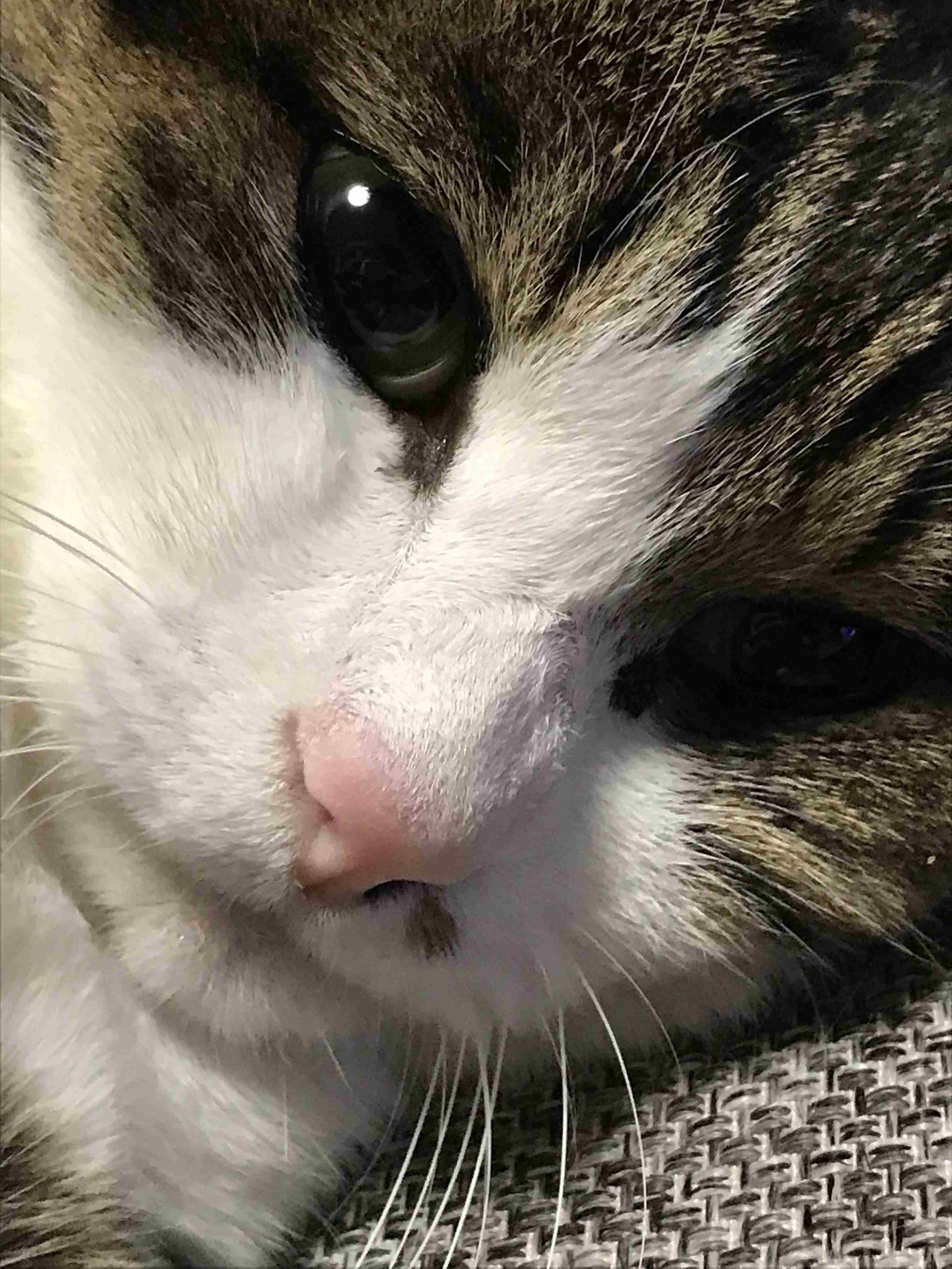 猫の可愛さを真剣に語りたい