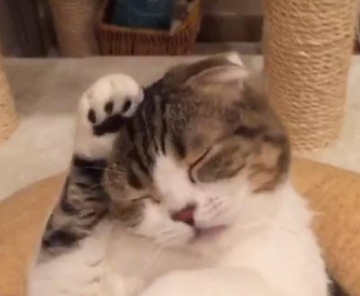 猫の可愛さを真剣に語りたい