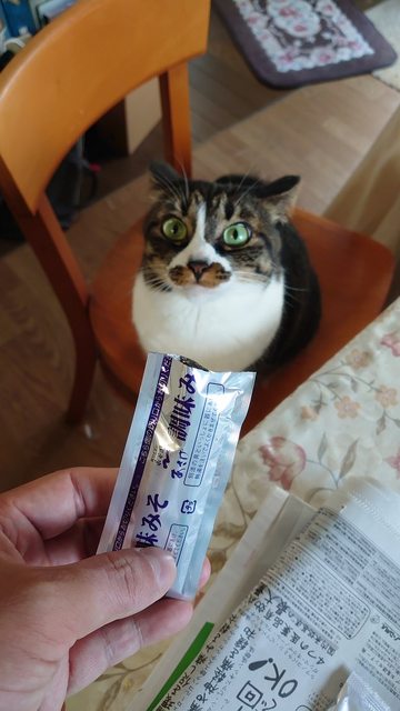 猫の可愛さを真剣に語りたい