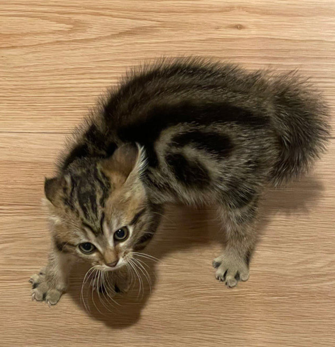 猫の可愛さを真剣に語りたい