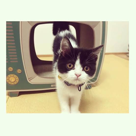 猫の可愛さを真剣に語りたい