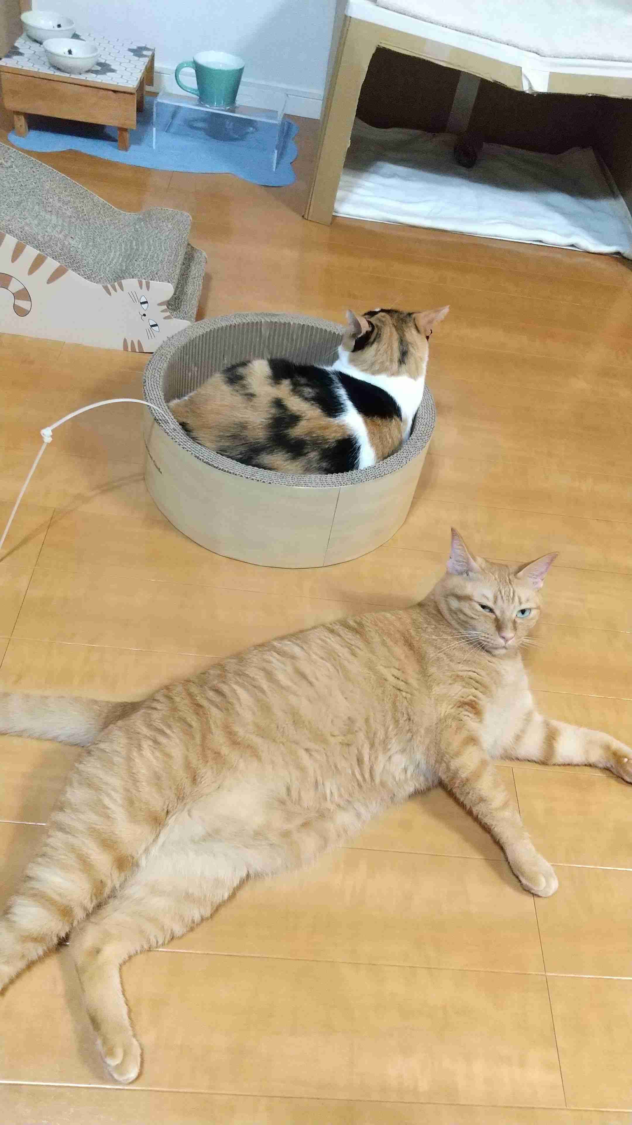 猫の可愛さを真剣に語りたい
