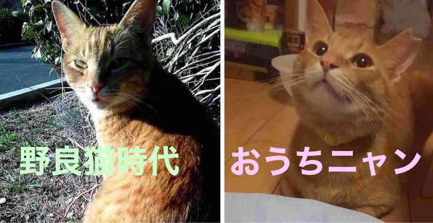 猫の可愛さを真剣に語りたい