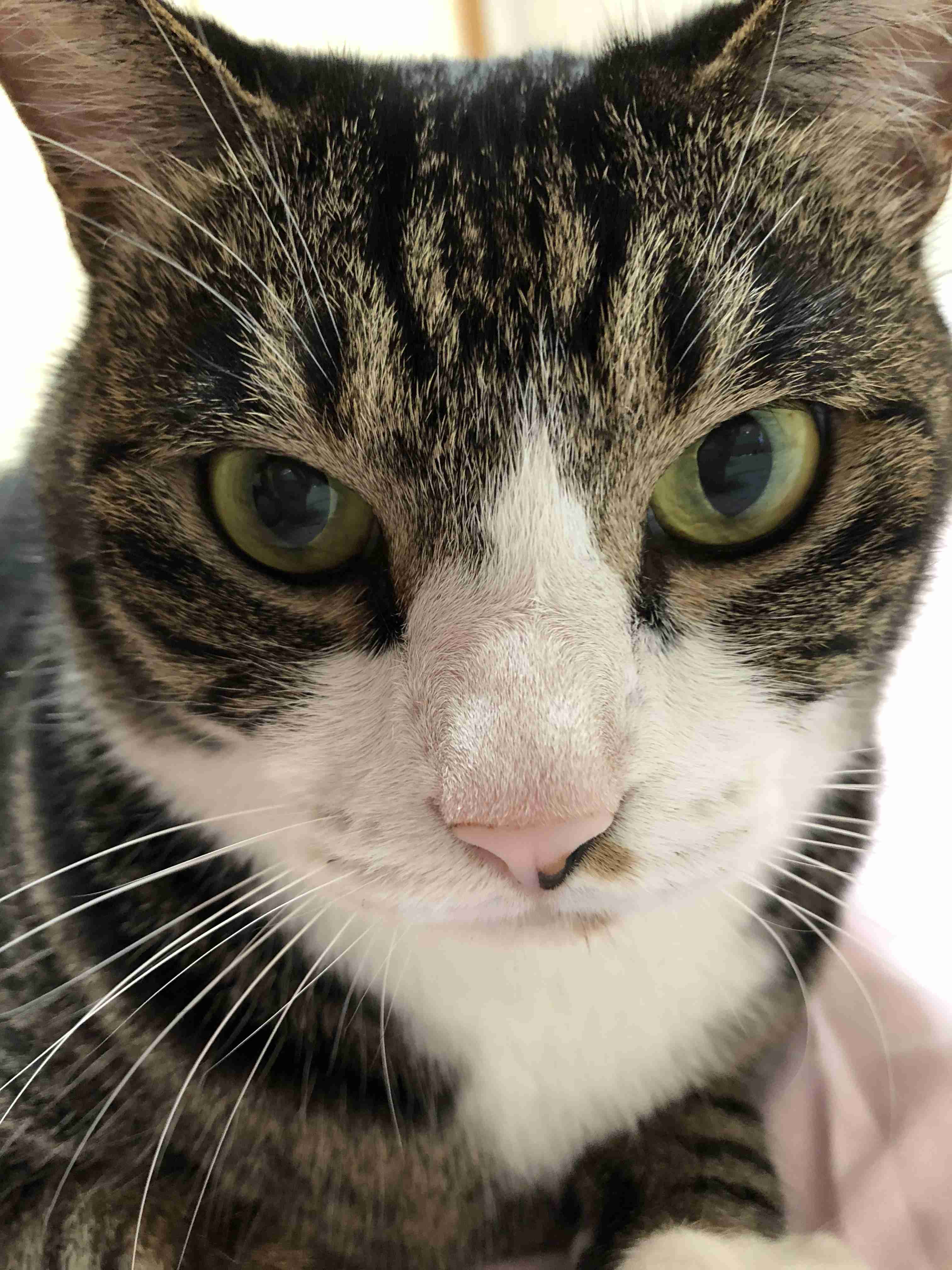 猫の可愛さを真剣に語りたい