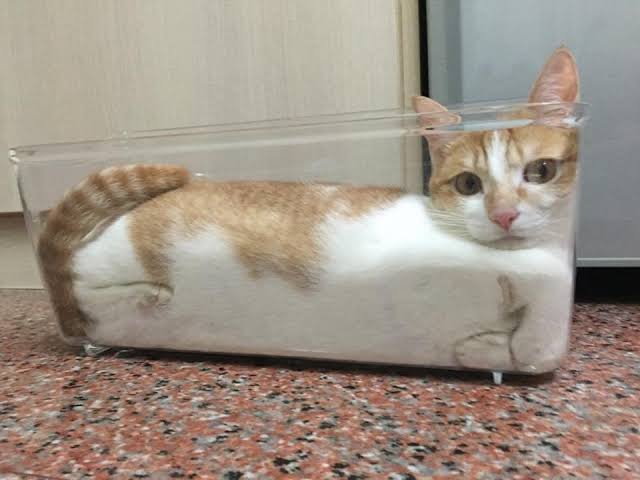猫の可愛さを真剣に語りたい