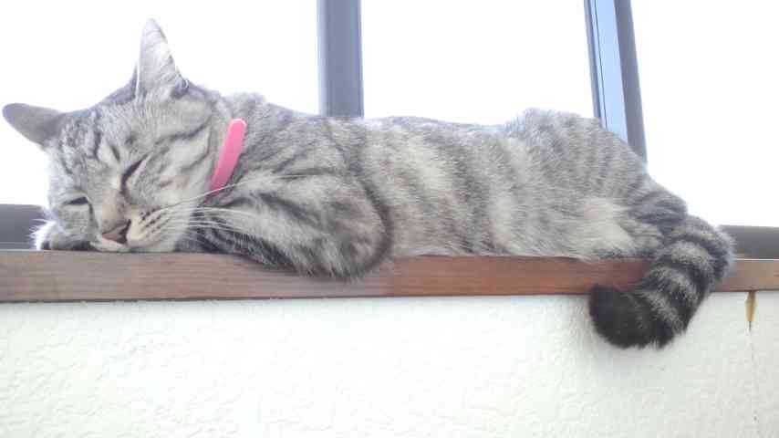 猫の可愛さを真剣に語りたい