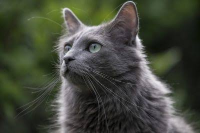 猫の可愛さを真剣に語りたい