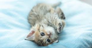 猫の可愛さを真剣に語りたい