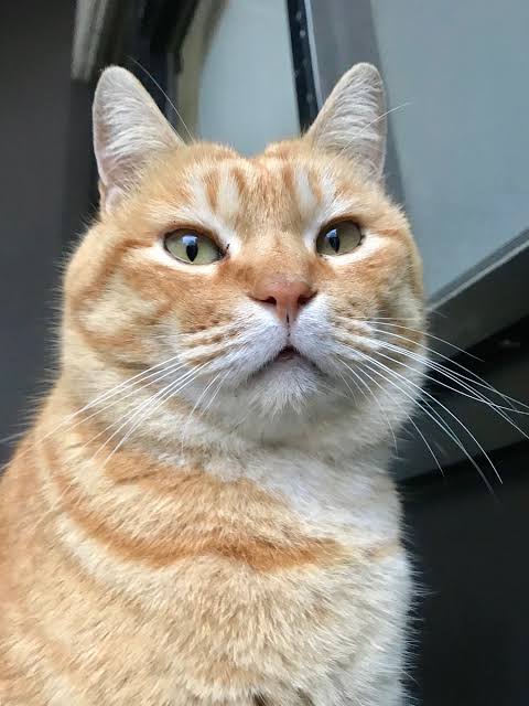猫の可愛さを真剣に語りたい