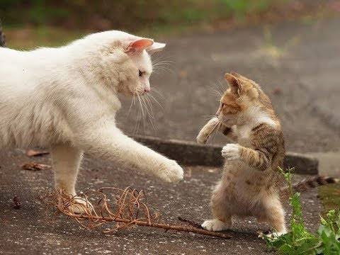 猫の可愛さを真剣に語りたい