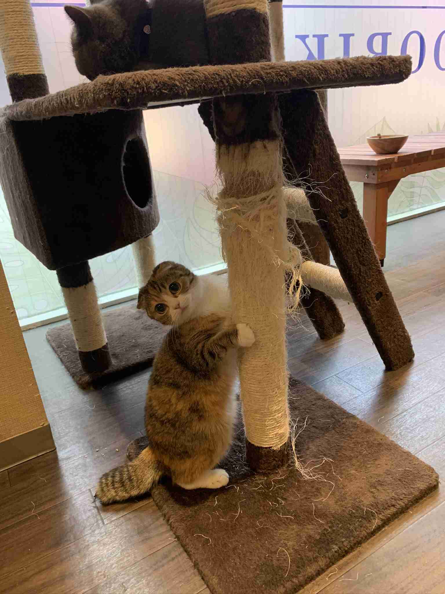 猫の可愛さを真剣に語りたい