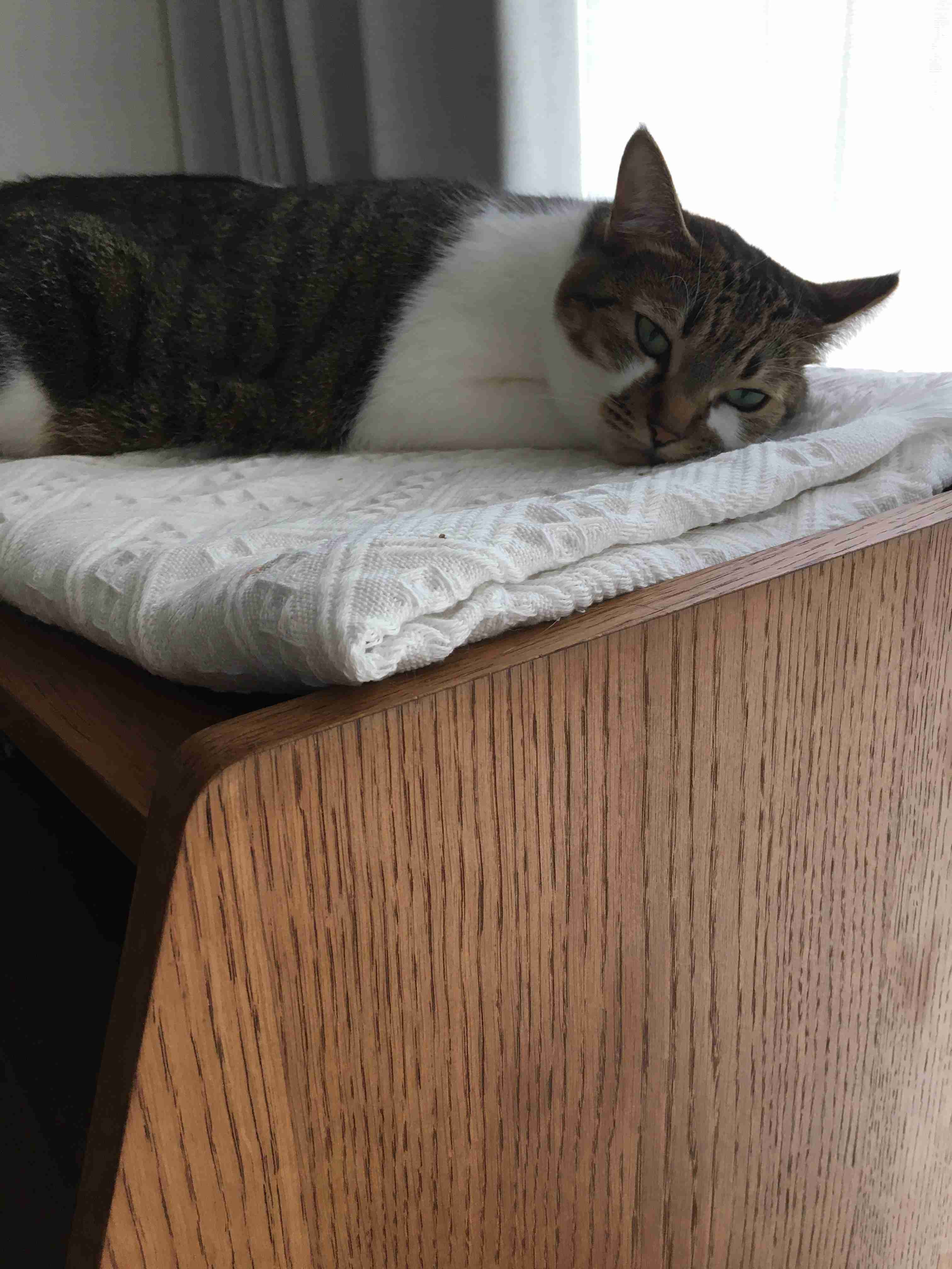 猫の可愛さを真剣に語りたい