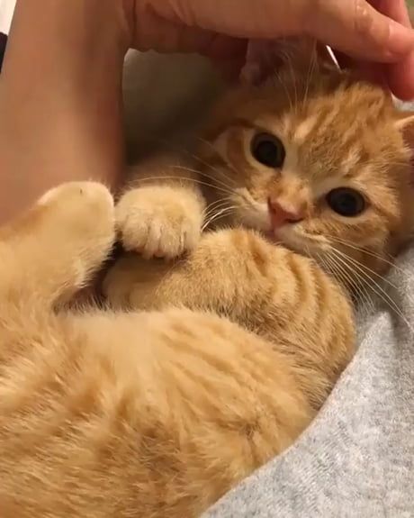 猫の可愛さを真剣に語りたい