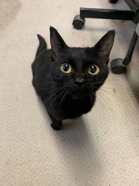 猫の可愛さを真剣に語りたい