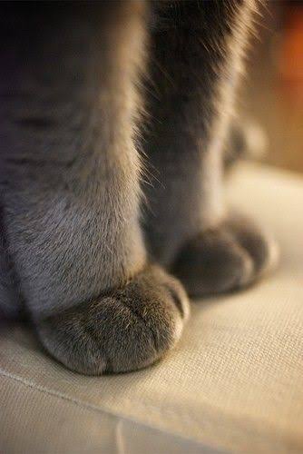 猫の可愛さを真剣に語りたい