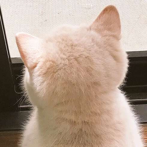 猫の可愛さを真剣に語りたい