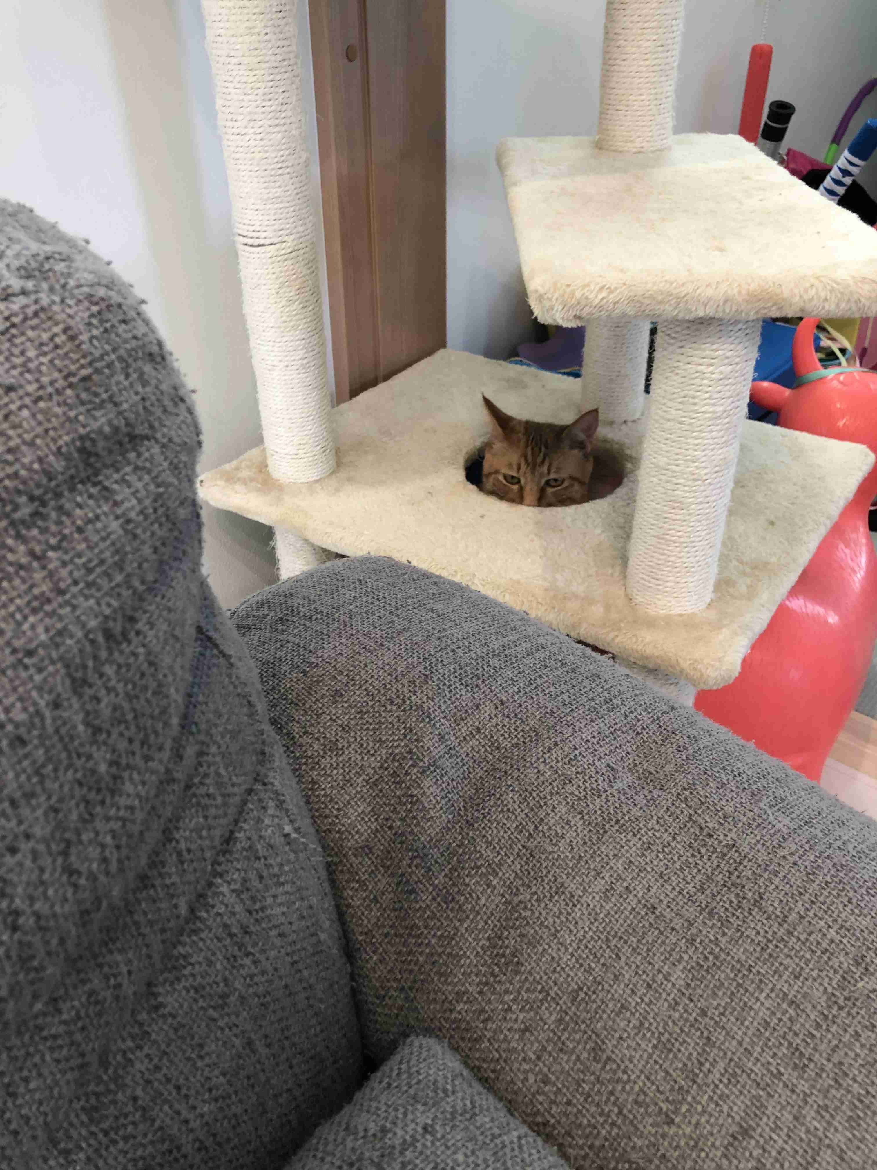猫の可愛さを真剣に語りたい