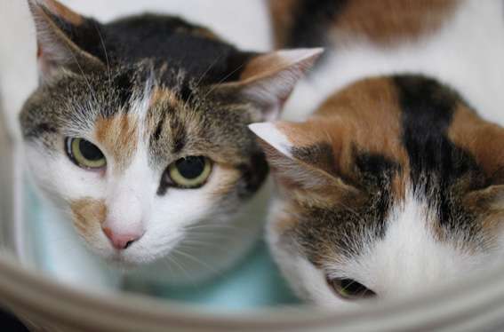 猫の可愛さを真剣に語りたい