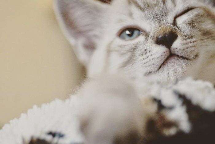 猫の可愛さを真剣に語りたい
