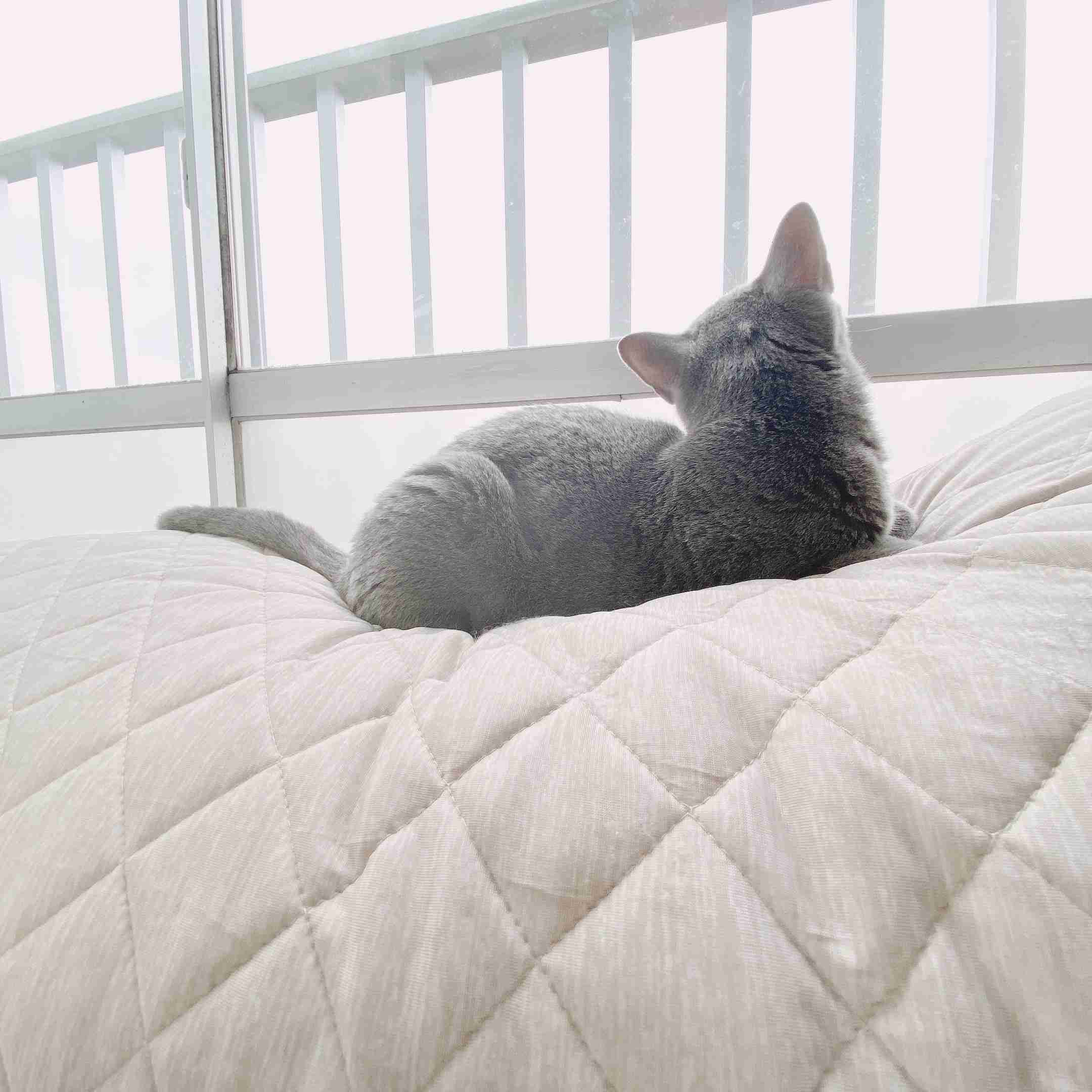猫の可愛さを真剣に語りたい