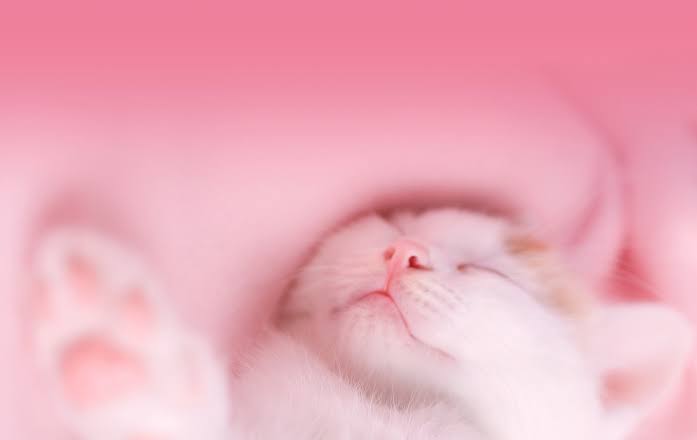 猫の可愛さを真剣に語りたい