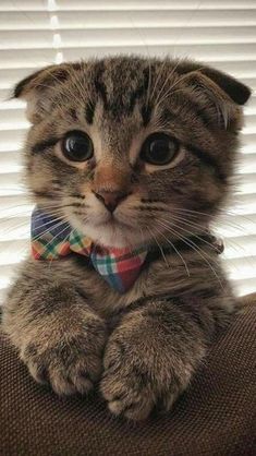 猫の可愛さを真剣に語りたい