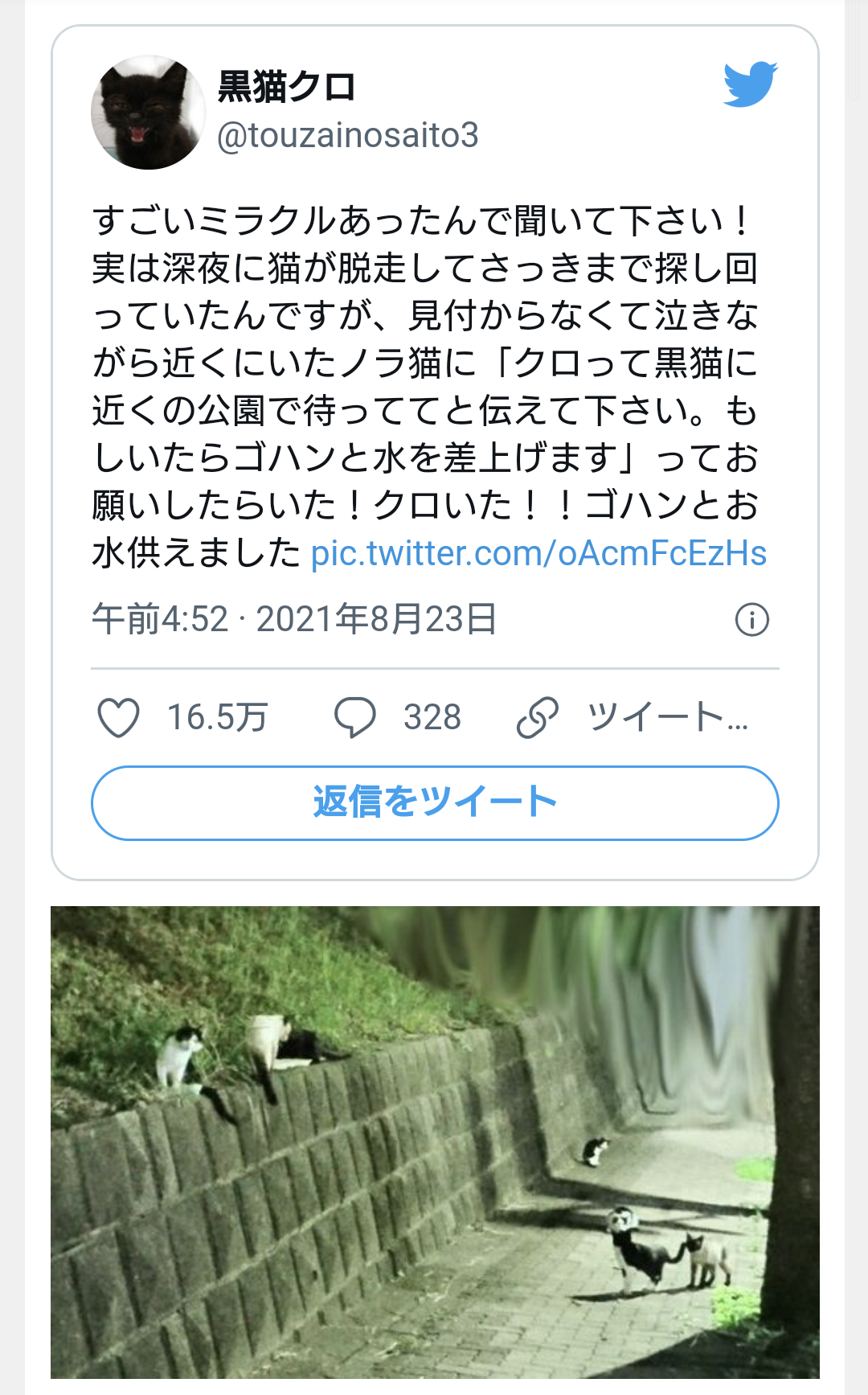 猫の可愛さを真剣に語りたい