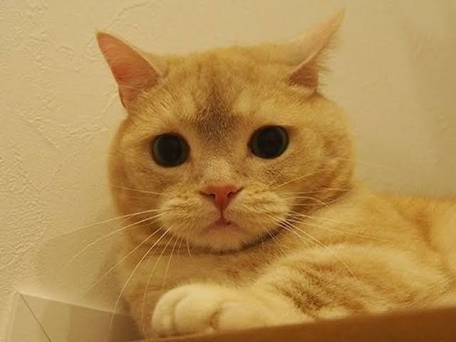 猫の可愛さを真剣に語りたい