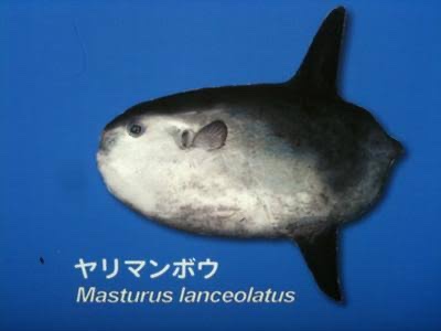 この種目があったらオリンピックでいいとこいけそうと思う競技