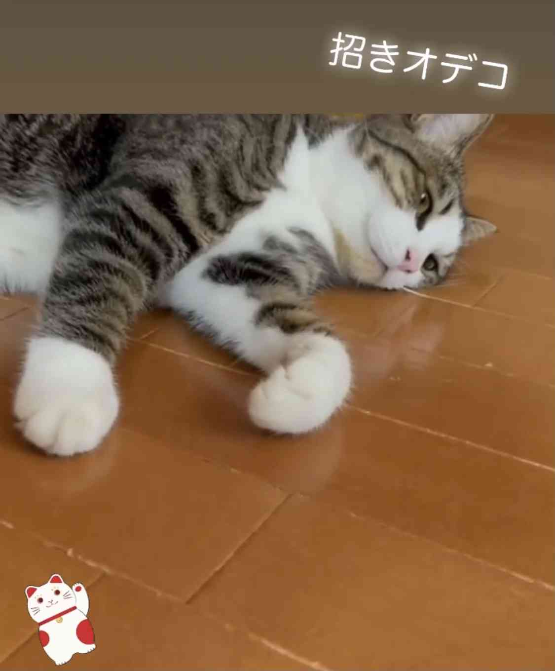 動物マンガ