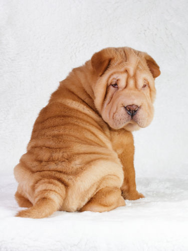 衣類がシワになりにくい洗剤や柔軟剤