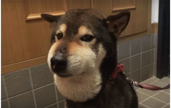 漫画 柴犬を飼う前との認識の補正 に共感の声殺到 柴犬あるある そこがかわいい ガールズちゃんねる Girls Channel