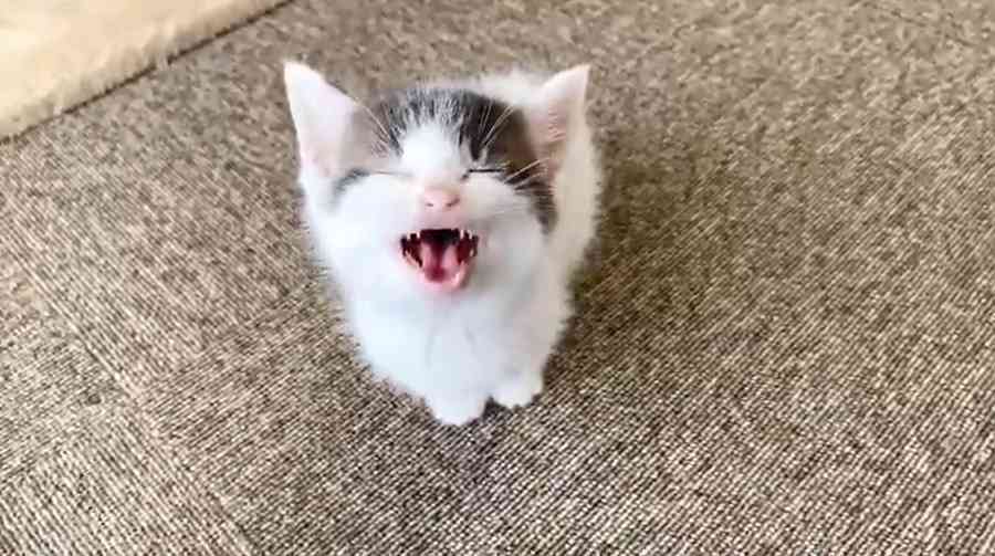 新型コロナ 東京都で新たに4295人の感染確認