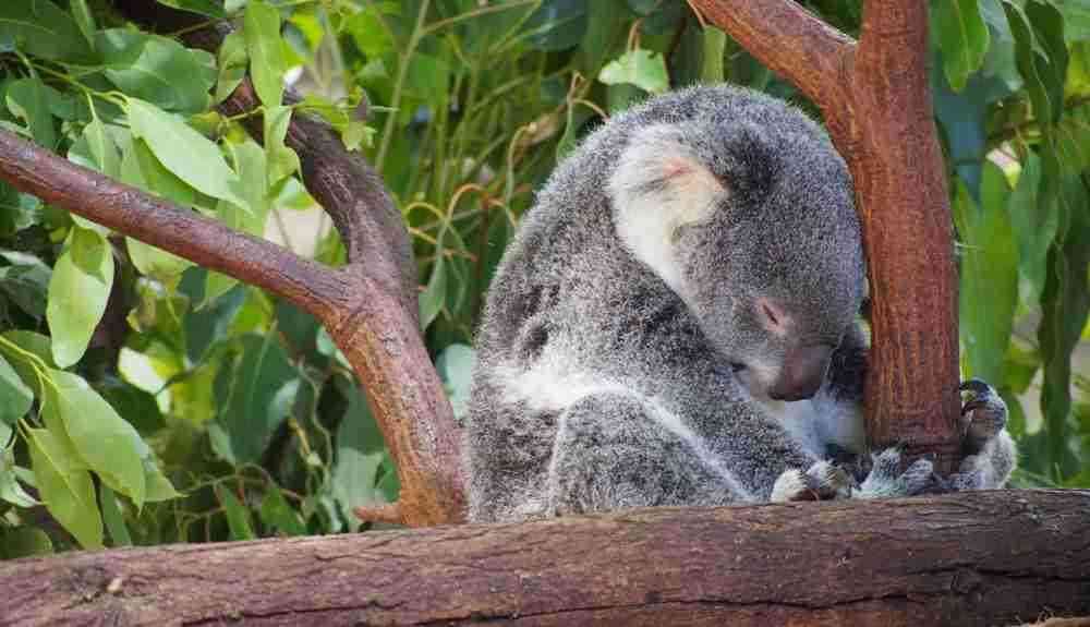 【お絵描き】ひと言絵日記を描こう!2021夏