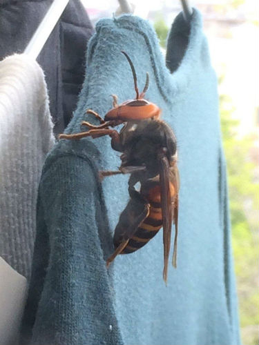 ハチ、ヘビ、クマ…危険生物への対処法 ハチの大群には「一目散にどこまでも逃げる」