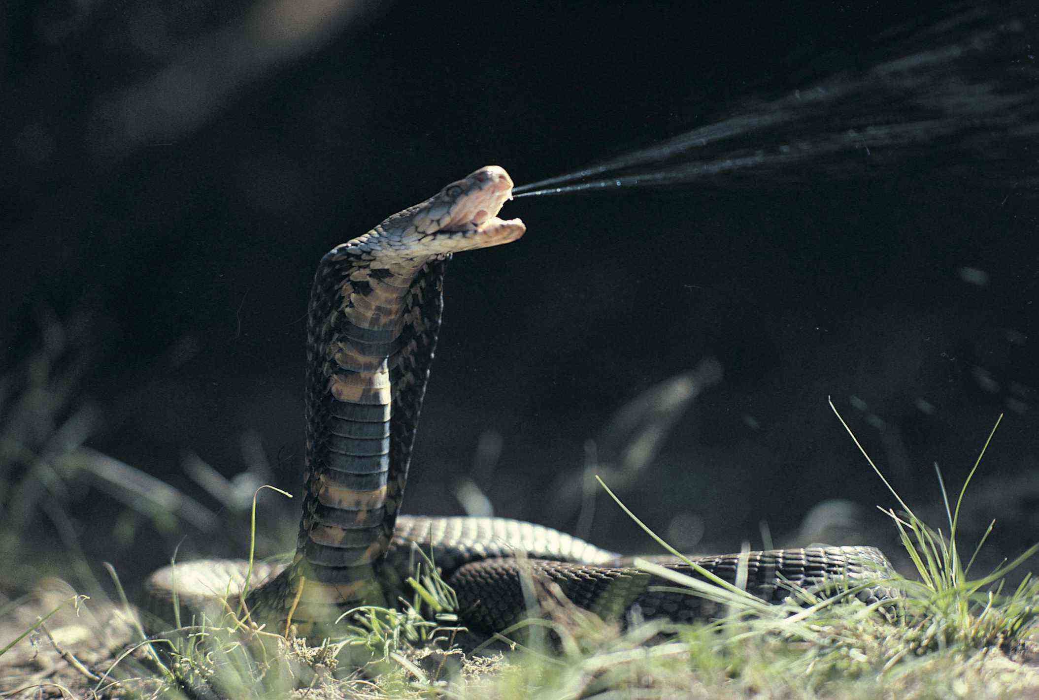 ハチ、ヘビ、クマ…危険生物への対処法 ハチの大群には「一目散にどこまでも逃げる」