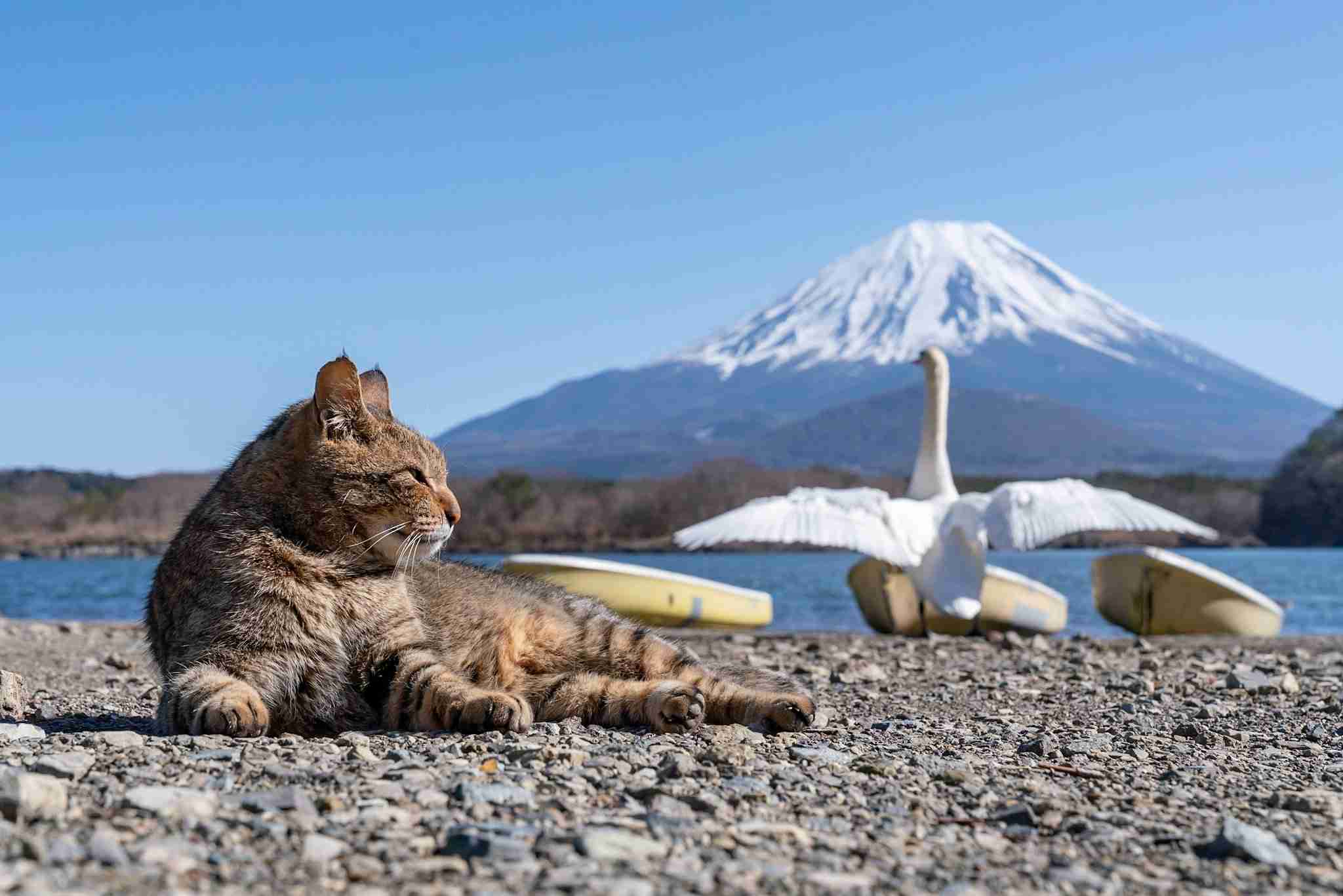 色んな富士山　イラストや絵画もOK