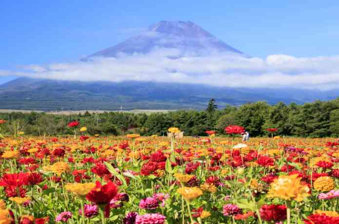 色んな富士山　イラストや絵画もOK