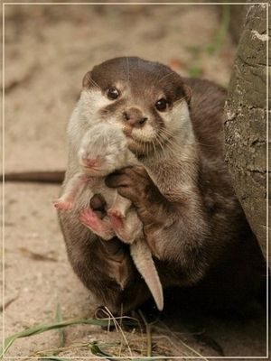 幼少期のカワイイ！ってなる画像が見たい