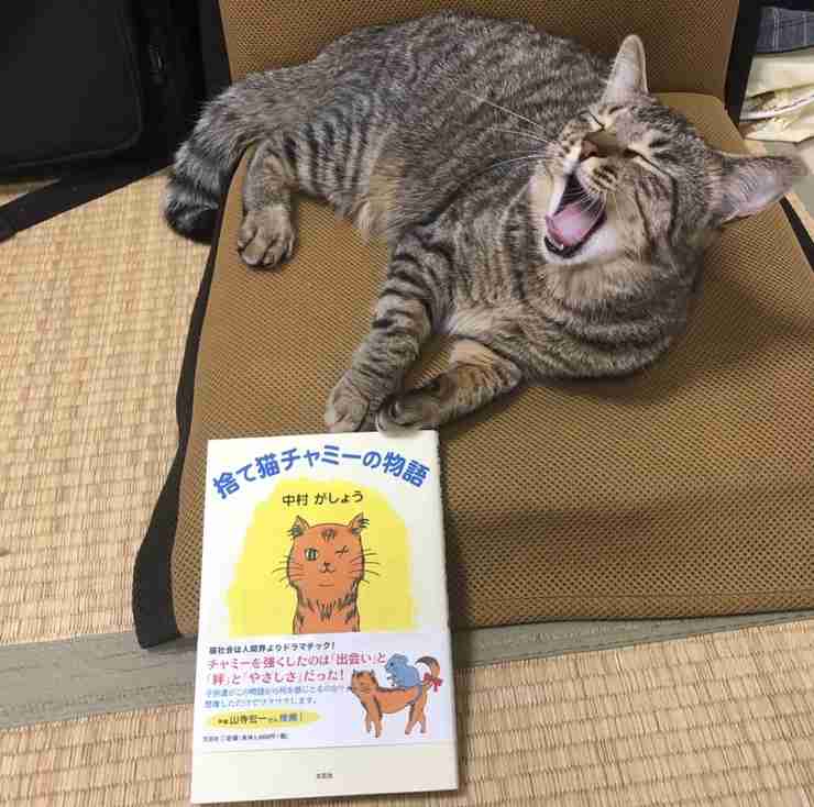 ペットとの意思疎通で1番凄かったこと