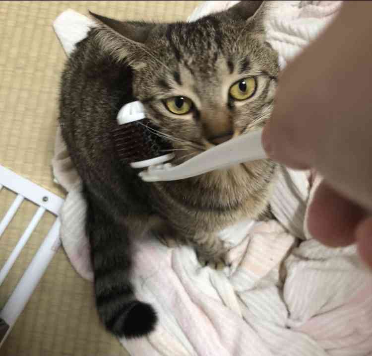 ペットとの意思疎通で1番凄かったこと