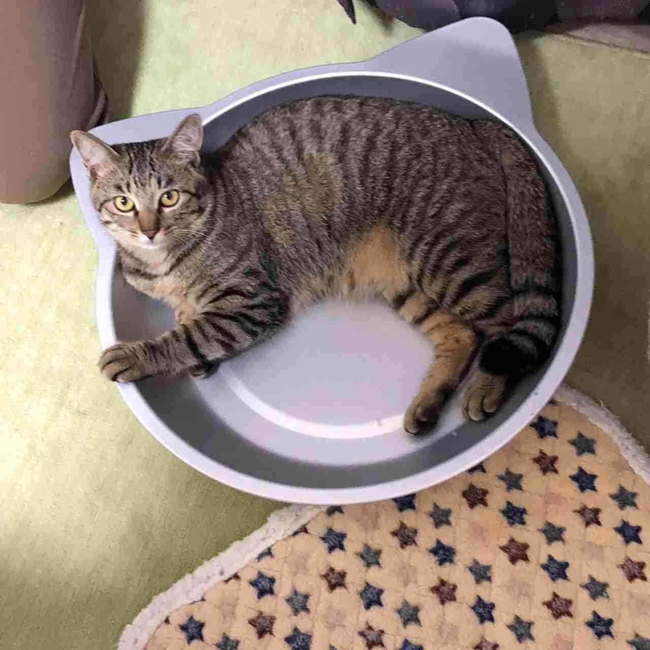 ペットとの意思疎通で1番凄かったこと