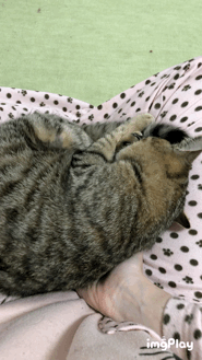 ペットとの意思疎通で1番凄かったこと