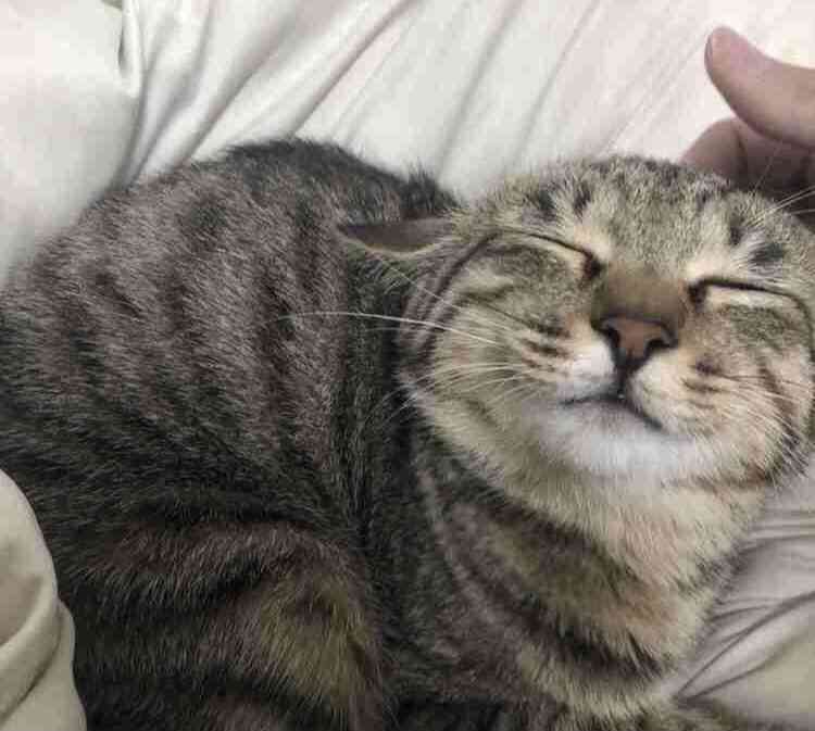 ペットとの意思疎通で1番凄かったこと