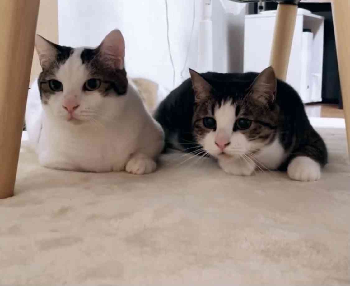 次に流行るスイーツ