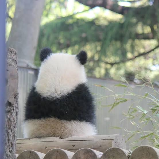 上野動物園の双子パンダ 7日から名前を募集 カタカナ表記で9文字まで
