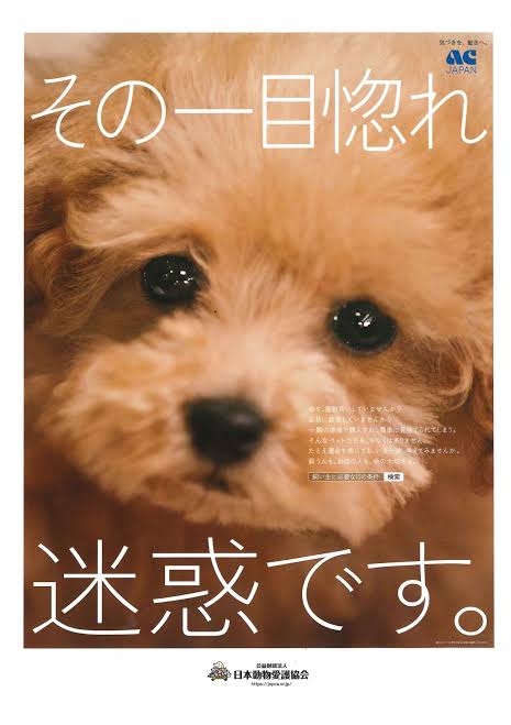 100万円のペットを飼育放棄――問われる飼う人のモラル、免許制を導入すべきか