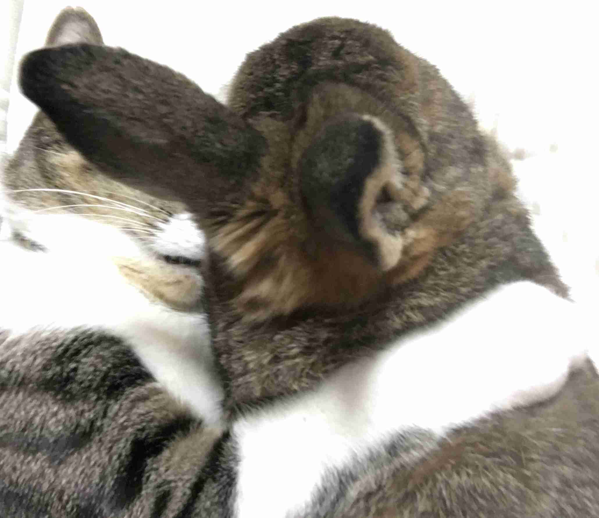 100万円のペットを飼育放棄――問われる飼う人のモラル、免許制を導入すべきか